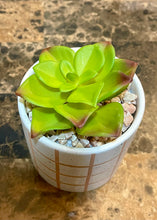 Load image into Gallery viewer, At Home Faux Succulent Plant

